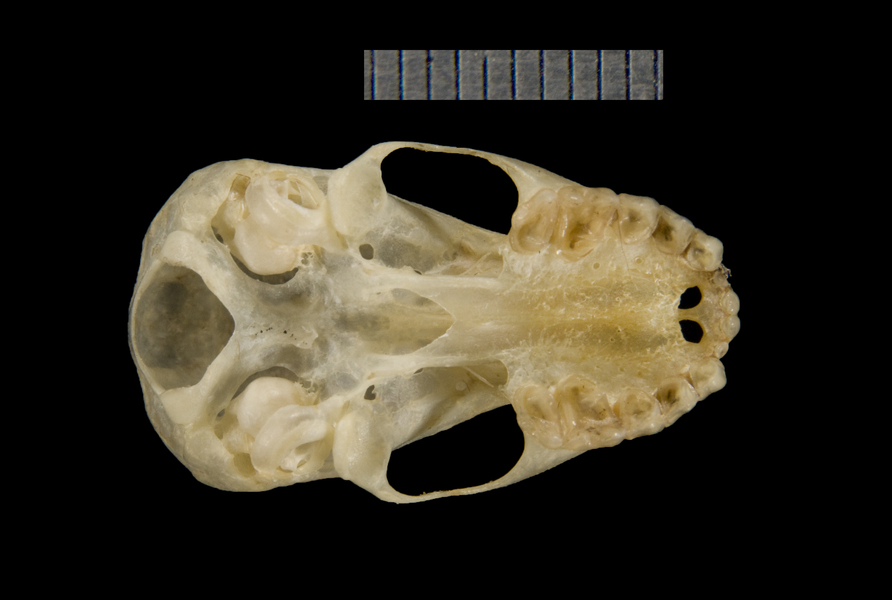 ADW: ventral5216.jpg