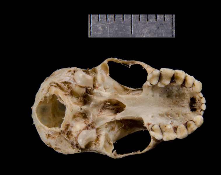 ventral0153