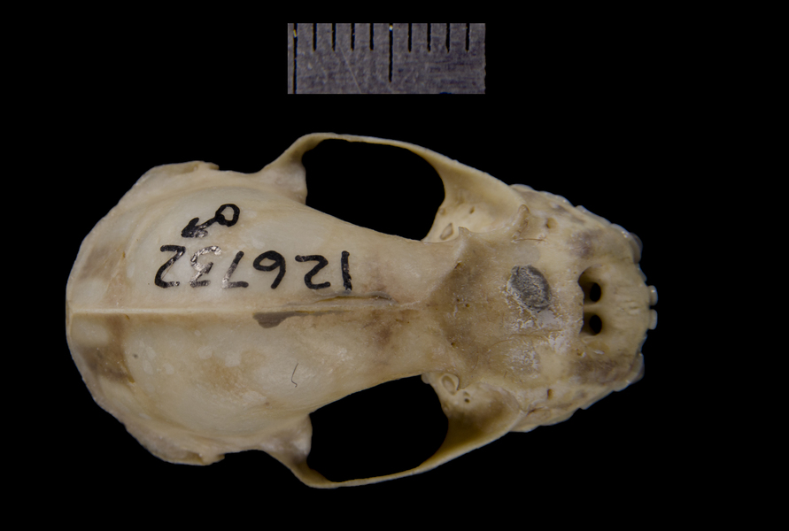 dorsal0124