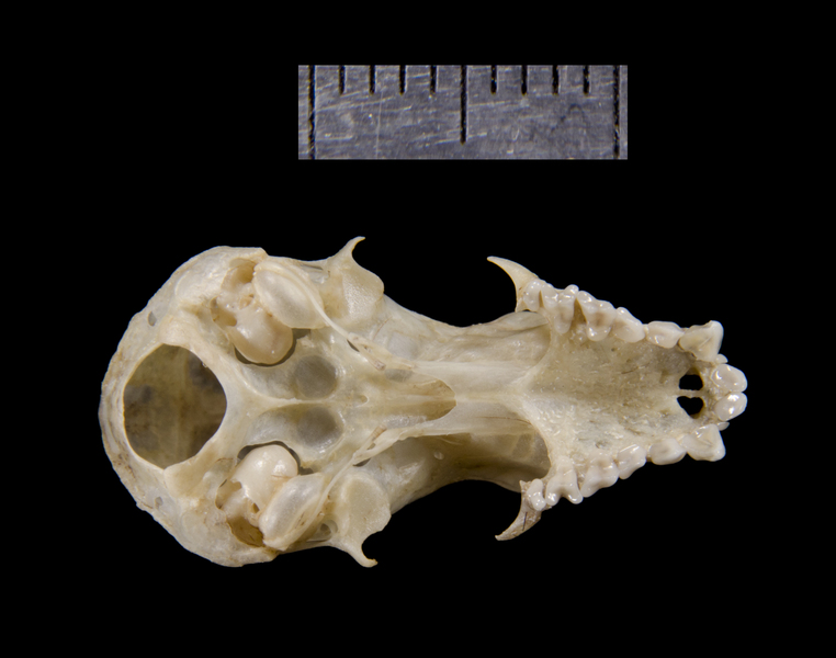 ventral0175