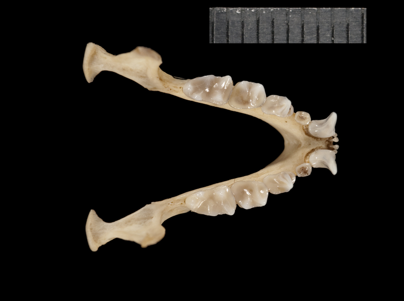 Vertebrata