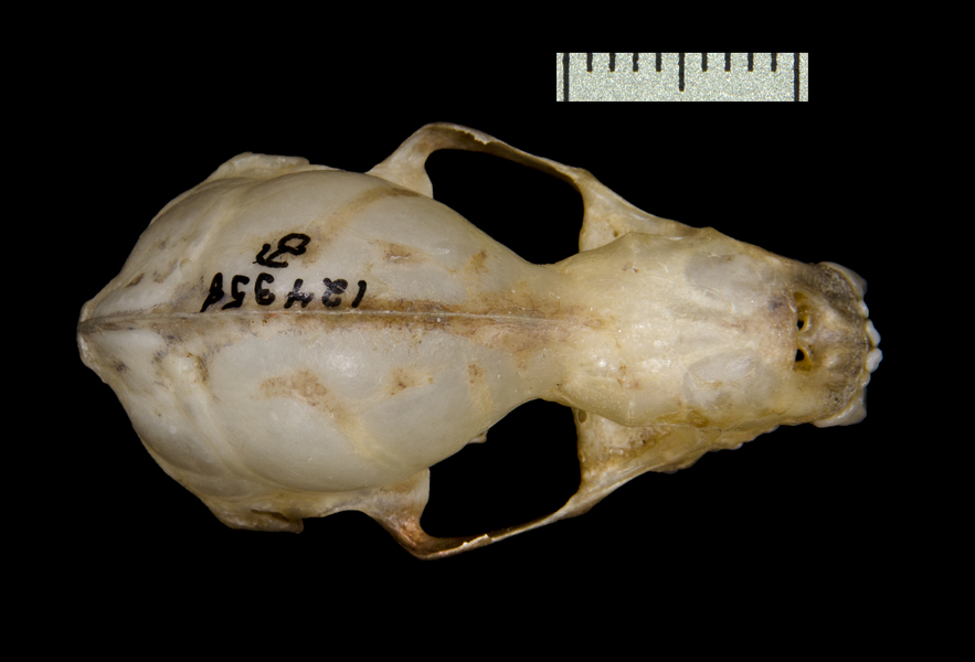 Chrotopterus auritus