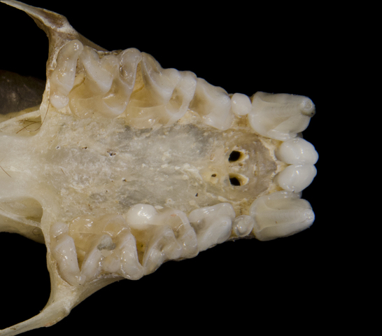 ADW: Phyllostomidae: SPECIMENS