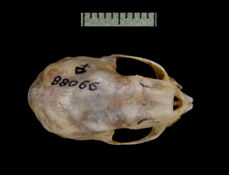 dorsal0286