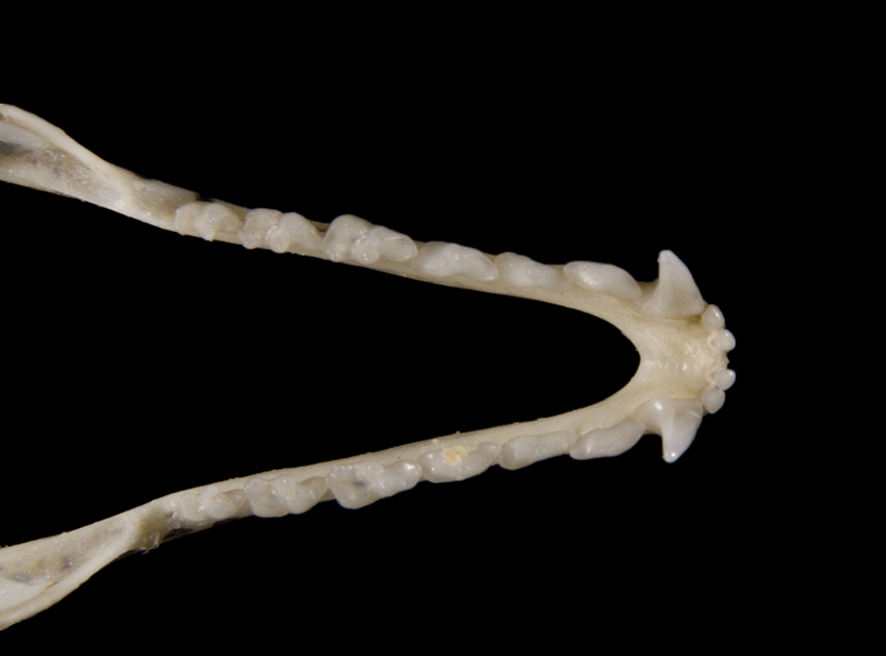 Deuterostomia