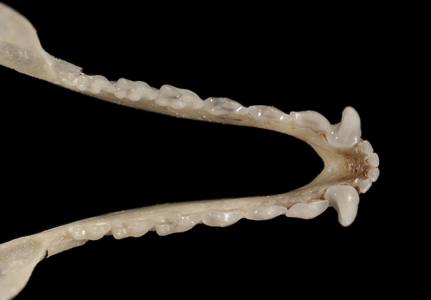 Vertebrata