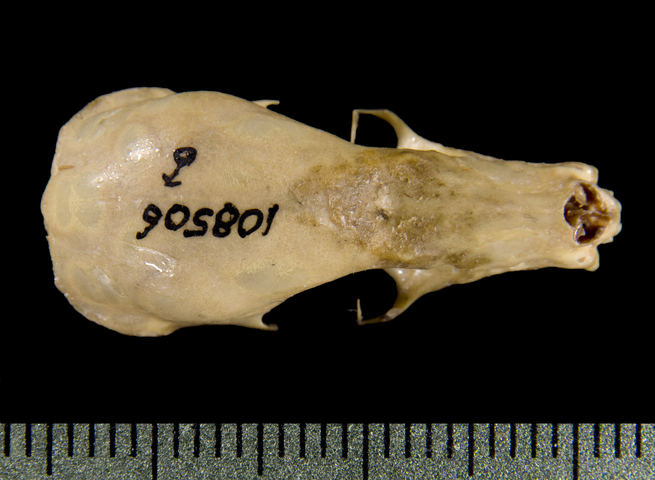 ADW Leptonycteris SPECIMENS