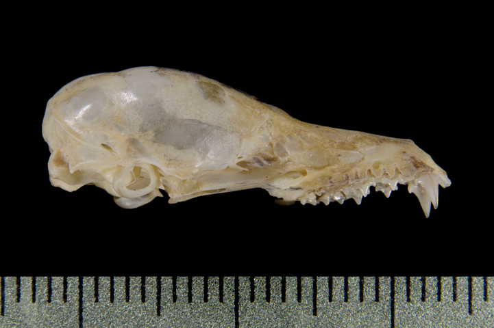 ADW Leptonycteris yerbabuenae SPECIMENS