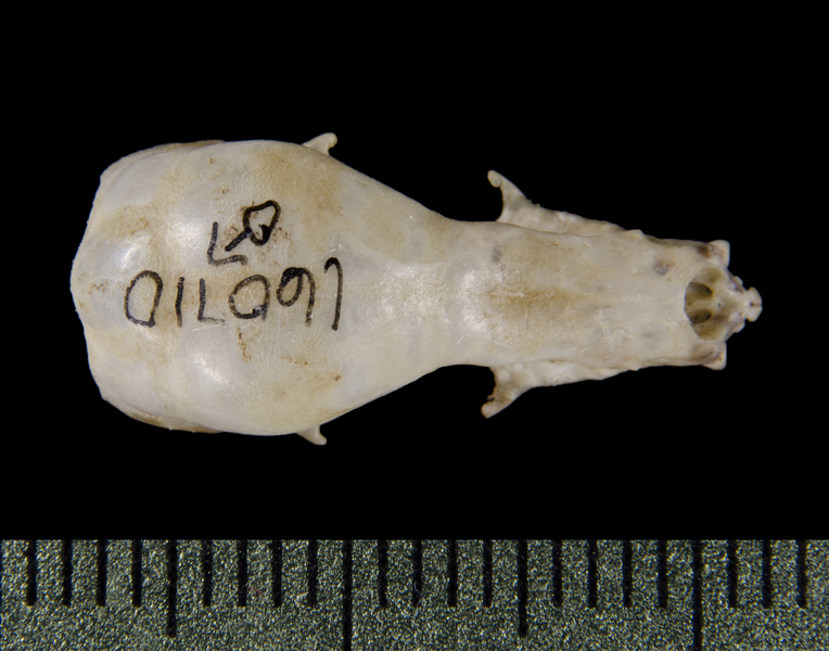 dorsal0376