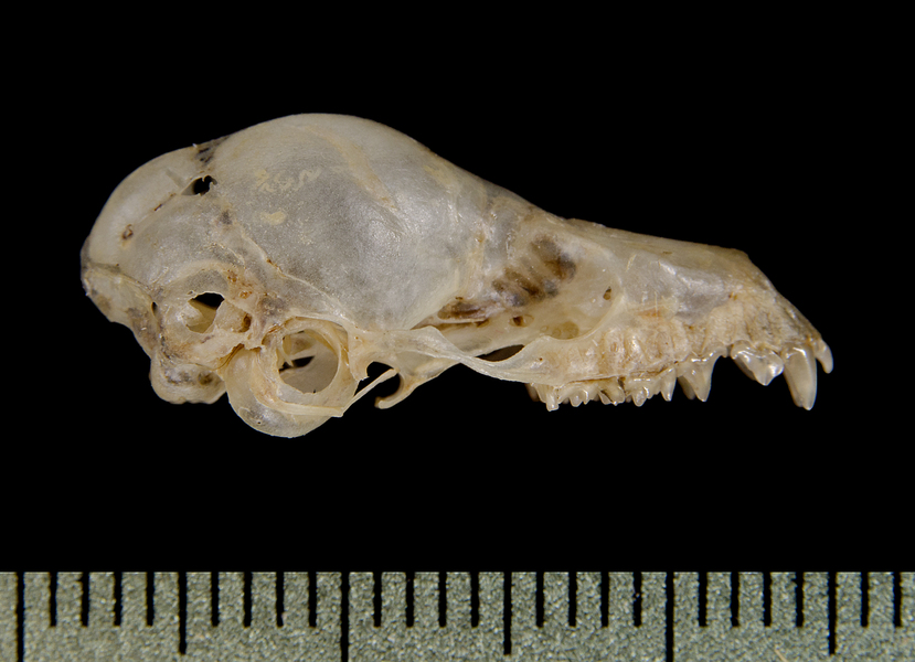 lateral0398