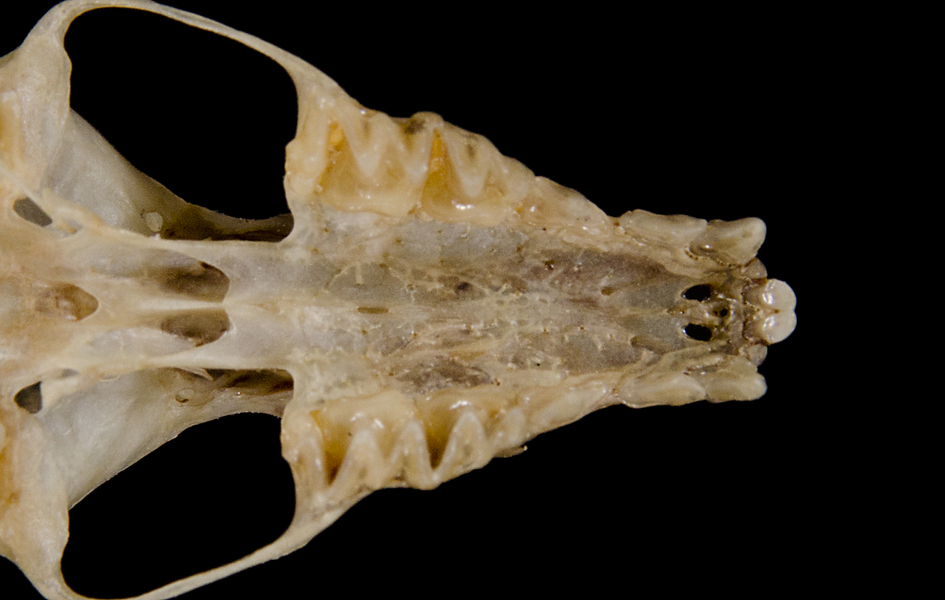 Eumetazoa