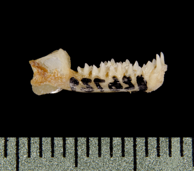 lower_lateral0406