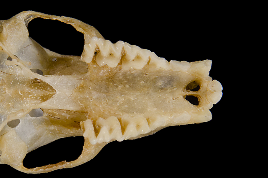 Deuterostomia