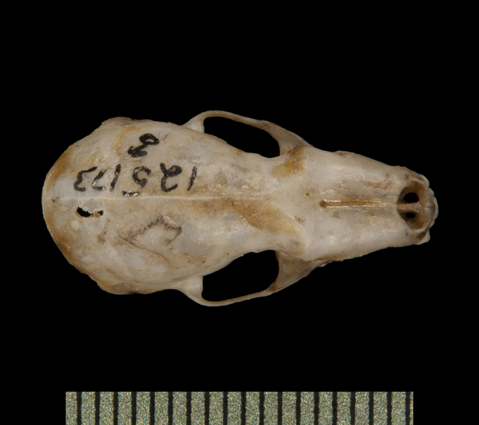 dorsal6063