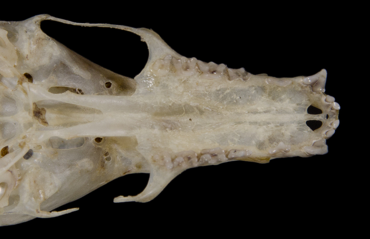 ADW Phyllostomidae SPECIMENS