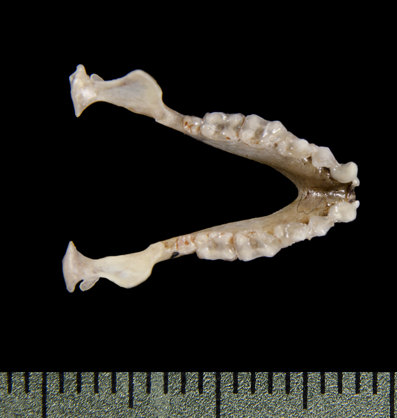 Platyrrhinus lineatus