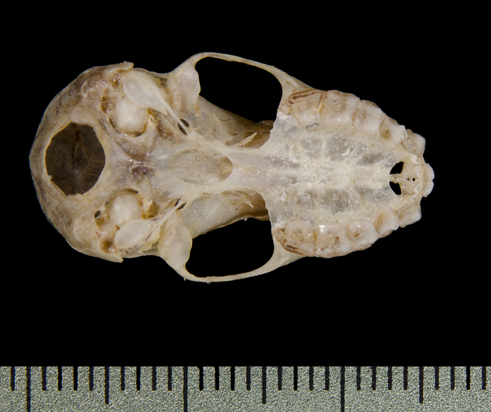 ventral0495