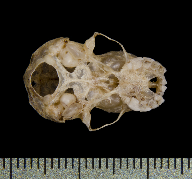 ventral0513