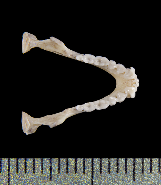 lower_dorsal0539