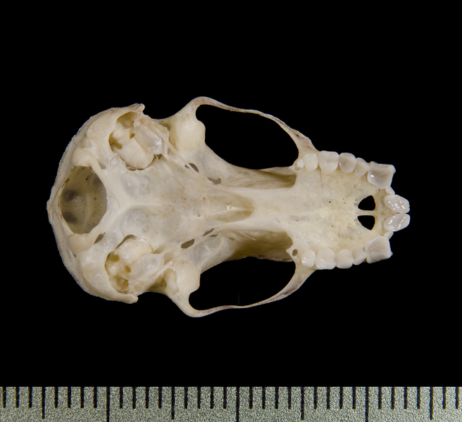 ventral0574