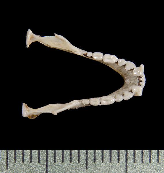 Vertebrata