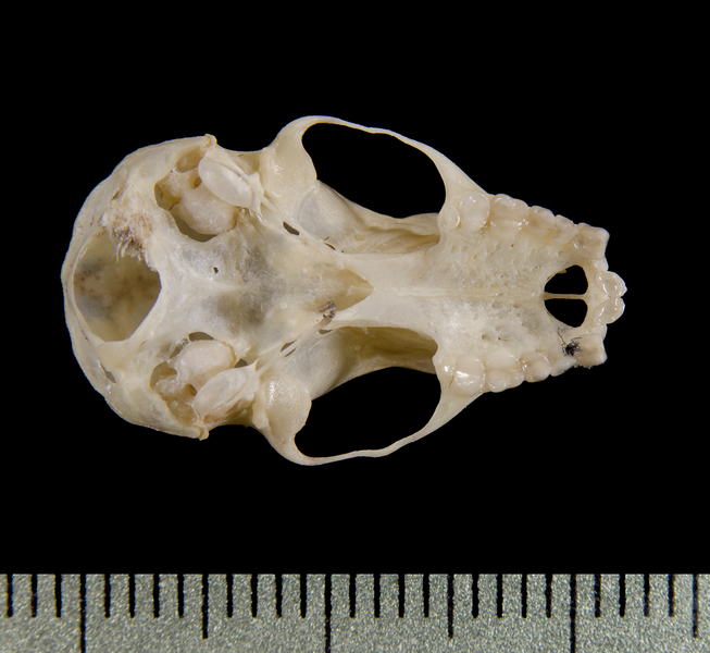 ventral0563