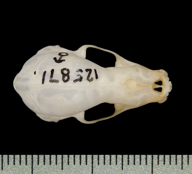 dorsal0641