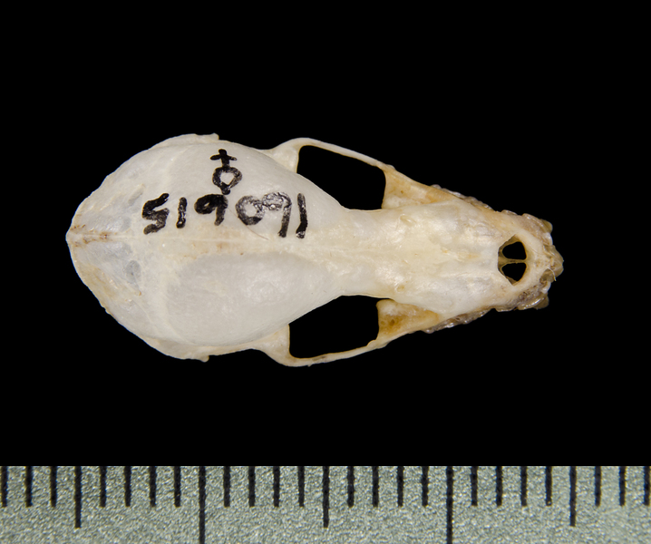 dorsal0661