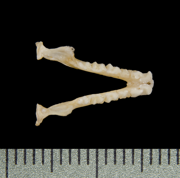 lower_dorsal0660