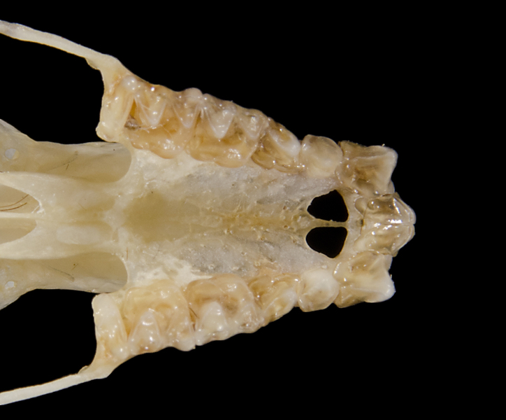 Deuterostomia