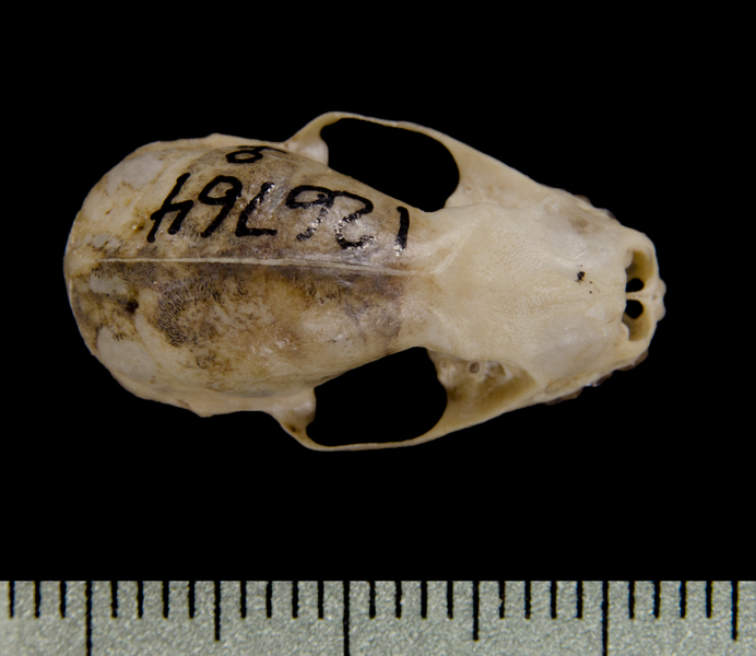 dorsal0588