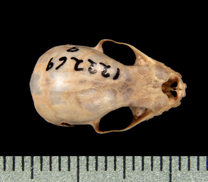 dorsal0600