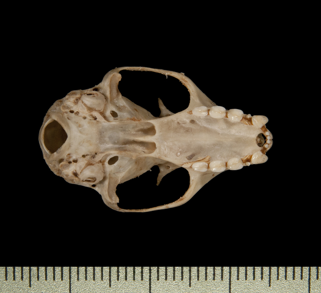 Cynopterus brachyotis