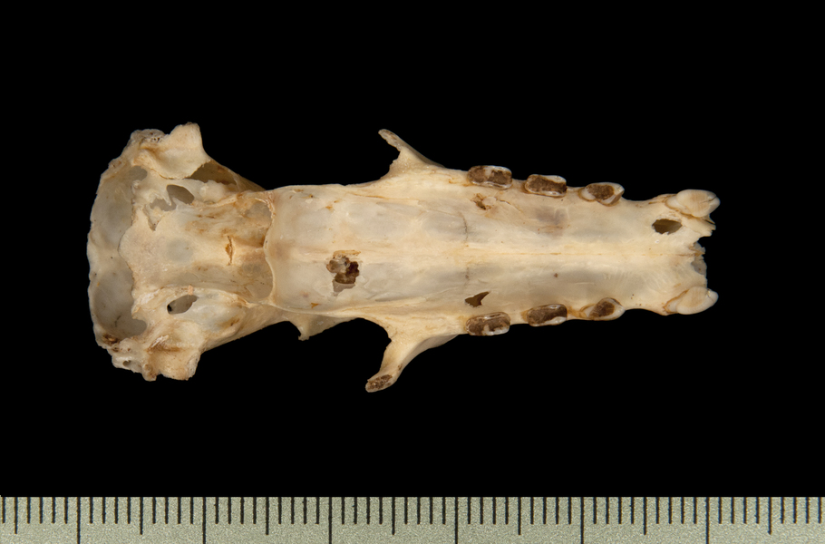 ventral6561