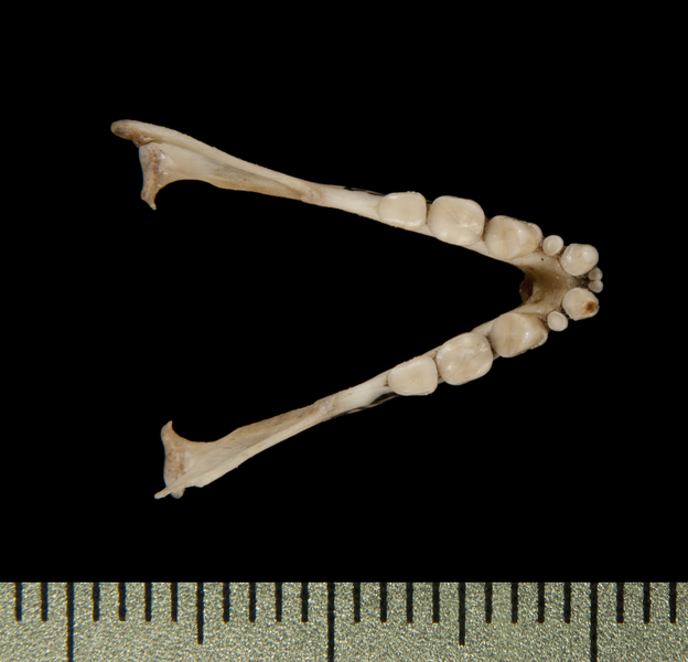 lower_dorsal6415