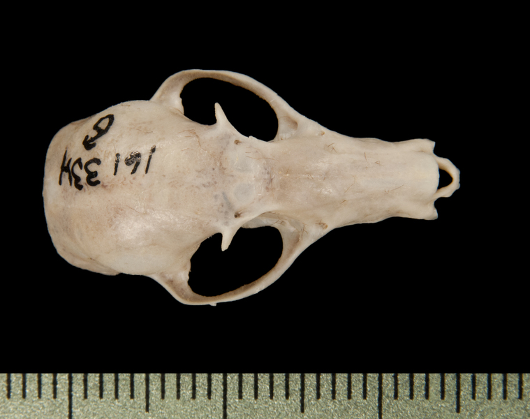 dorsal6393