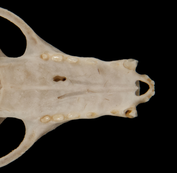 Pteropodidae