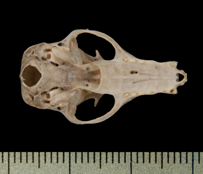 Pteropodidae