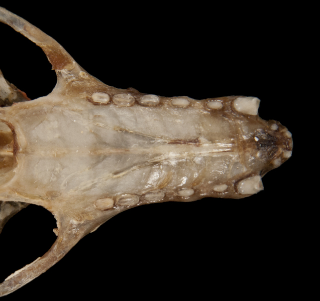 Tetrapoda