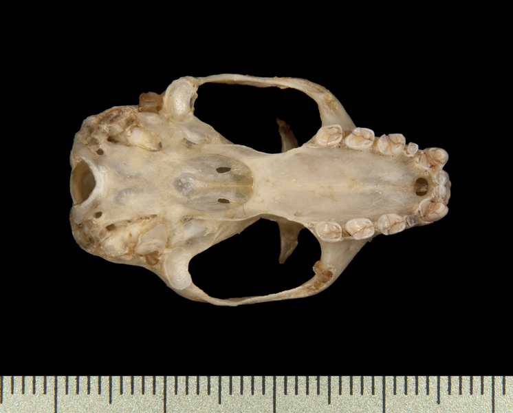 Pteropodidae