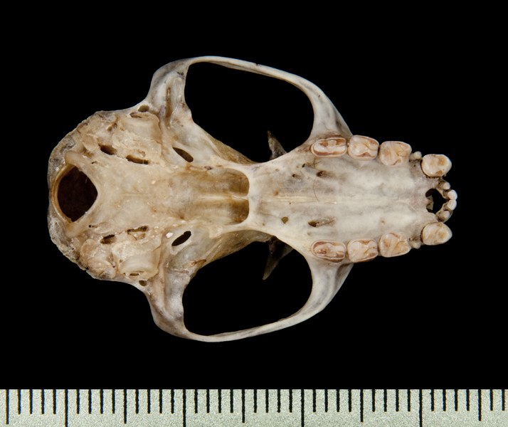 Deuterostomia