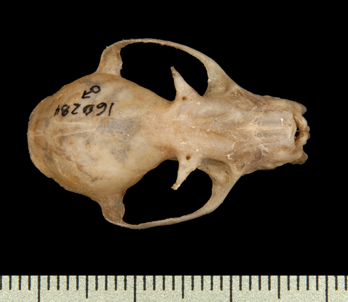 dorsal6488