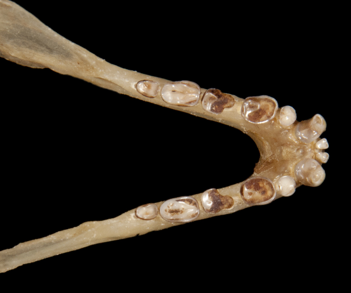 Vertebrata