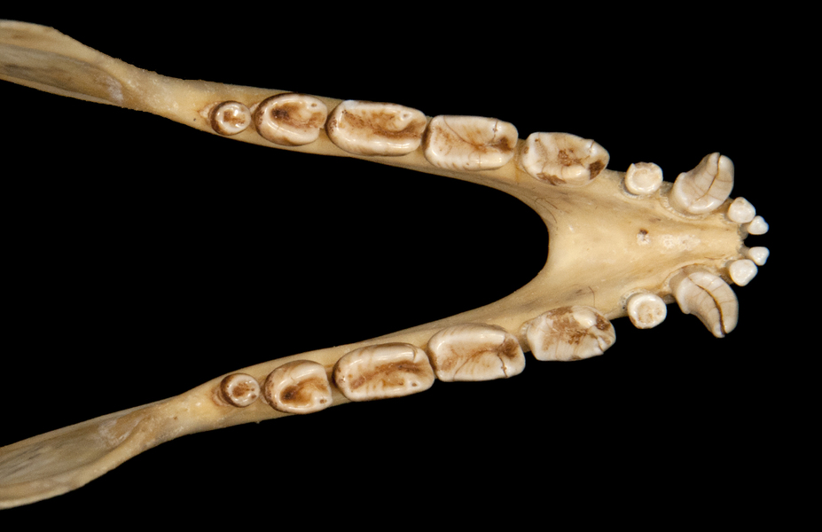 Craniata