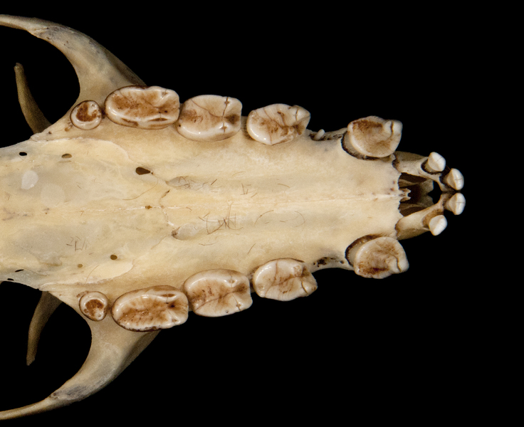 Pteropus hypomelanus