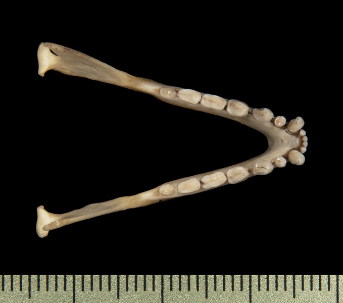 Pteropodidae