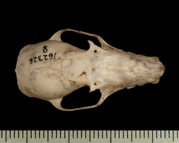 Craniata