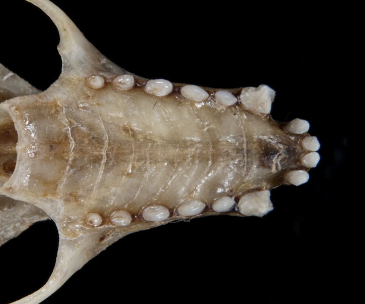 Deuterostomia