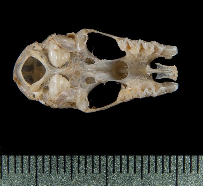 ventral5327