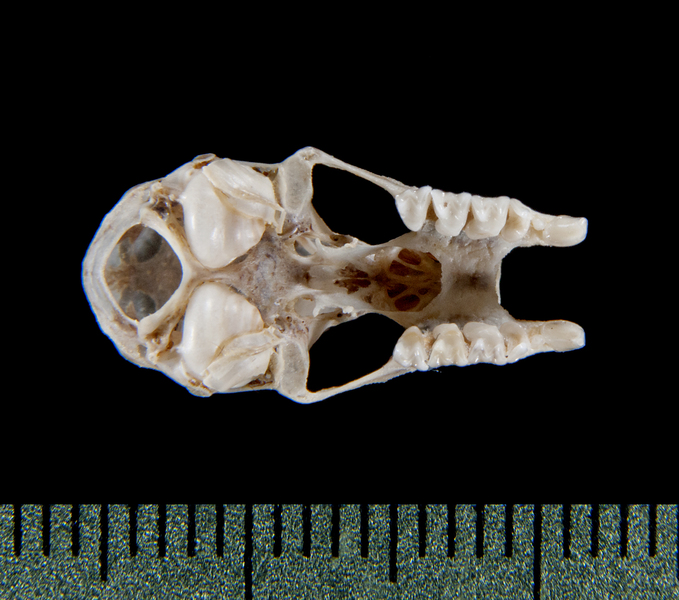 ventral5352